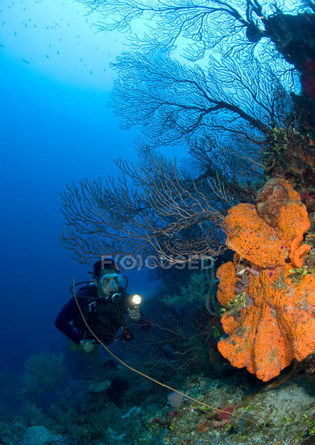 Szene mit Taucher am Korallenriff. — Stockfoto