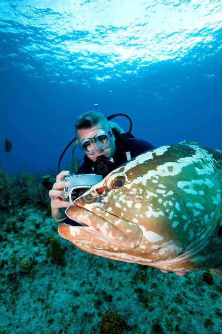 Подводный ныряльщик и окунь под водой — стоковое фото