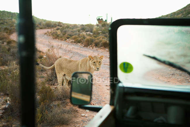Löwe in der Nähe von Safari-Truck, Südafrika — Stockfoto