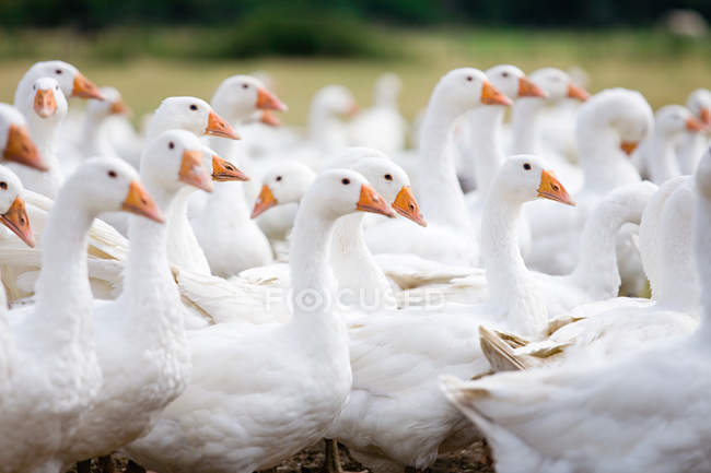 White geese skein on meadow — Stock Photo