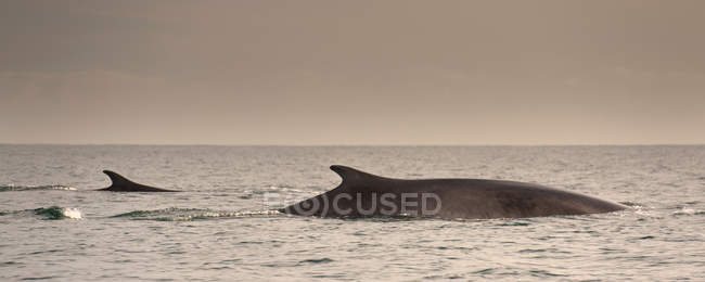 Фин-кит, выходящий из воды — стоковое фото