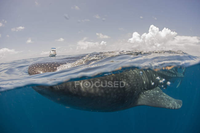 Unterwasserblick auf Walhai, Revillagigedo-Inseln, Colima, Mexiko — Stockfoto