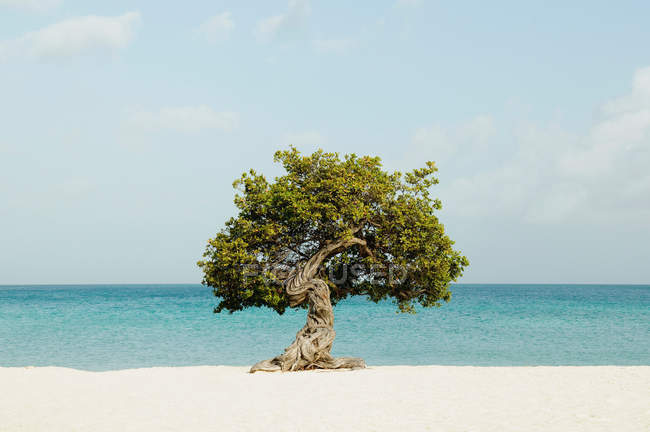 Divi дерево на піщаному пляжі — стокове фото