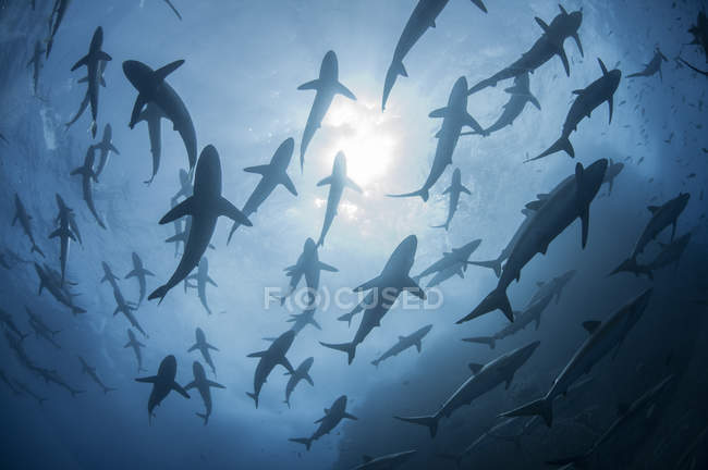 Vista subacquea di nuotare squali setosi — Foto stock