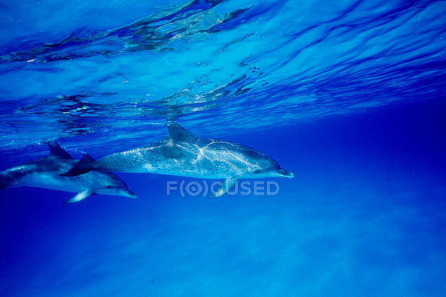 Dos delfines con manchas atlánticas - foto de stock