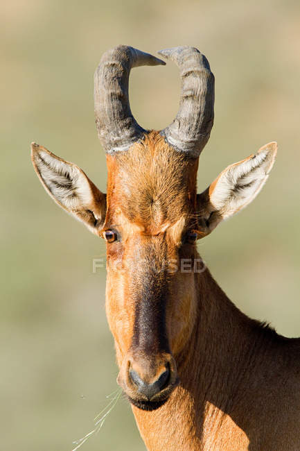 Red hartebeest, close up shot — Stock Photo