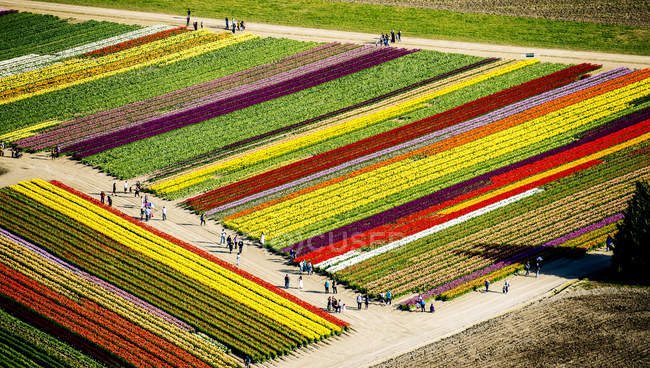 Аерофотозйомка рядів полів тюльпанів з туристами навколо — стокове фото