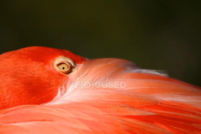 Фламинго Вест-Индии — стоковое фото