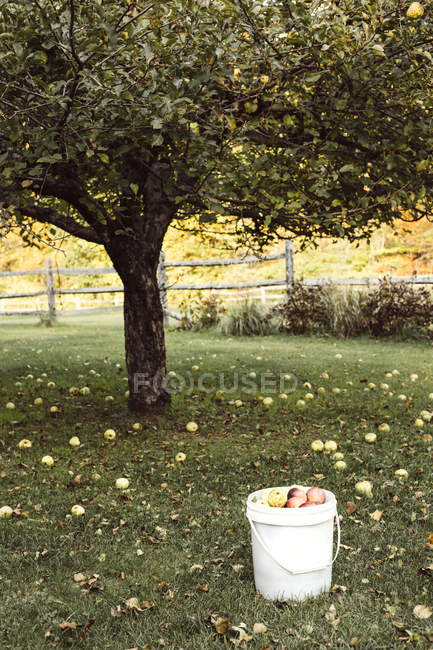 Pommier et seau aux pommes — Photo de stock