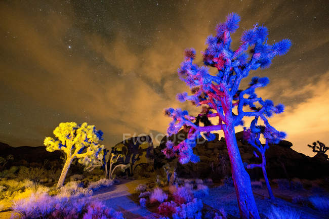 Bunte Lichter an den Joschua-Bäumen in der Nacht — Stockfoto