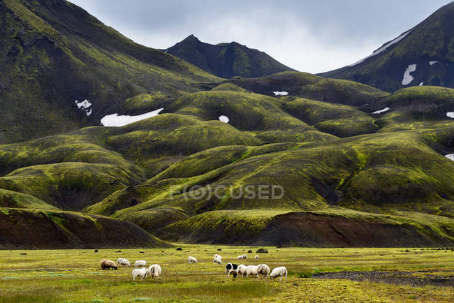 Sheep grazing on field under green hills — Stock Photo