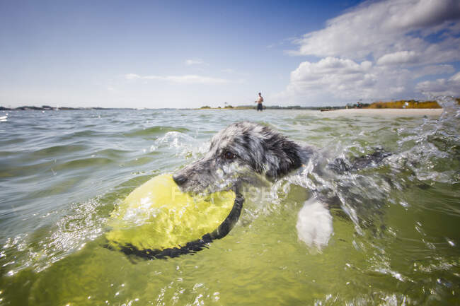 Australian Shepherd fetching flying disc from sea, Fort Walton Beach, Florida, Stati Uniti d'America — Foto stock