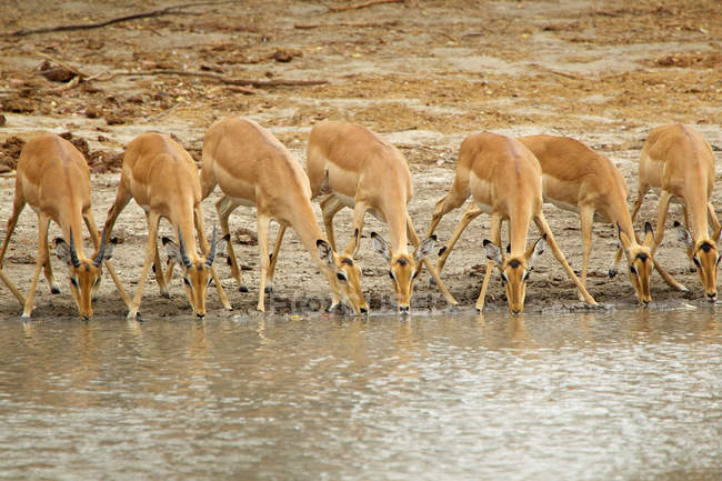 Impala água potável da lagoa — Fotografia de Stock