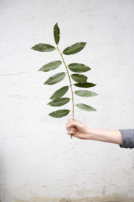 Persona sosteniendo ramita de hojas - foto de stock
