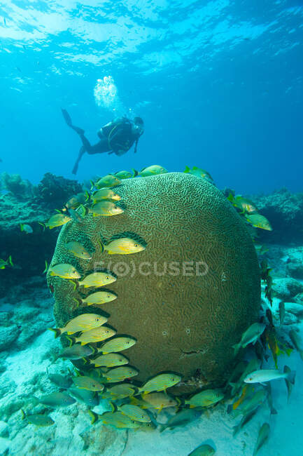 Buceador en arrecife de coral - foto de stock