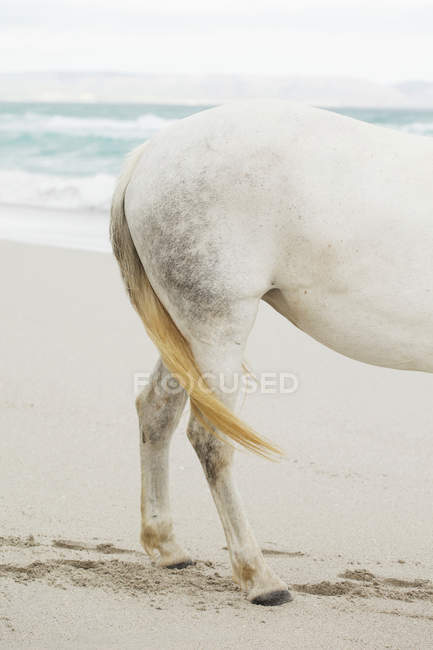 Imagem cortada de cavalo branco na praia arenosa — Fotografia de Stock