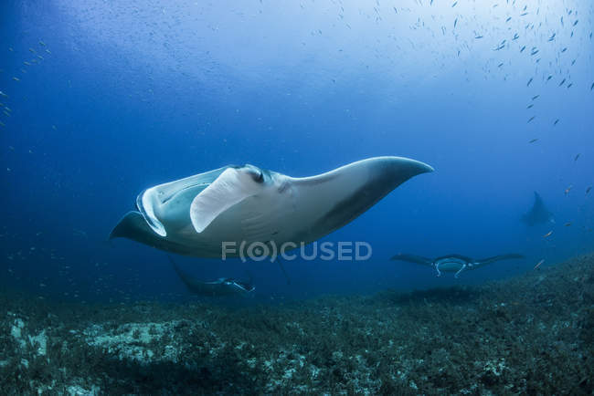 Manta ray nageant sous l'eau bleue — Photo de stock