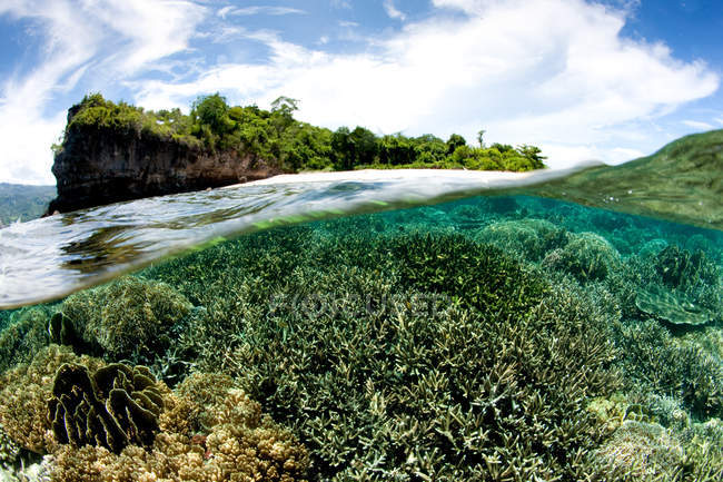 Vue divisée du récif corallien contre les arbres et ciel avec nuages — Photo de stock