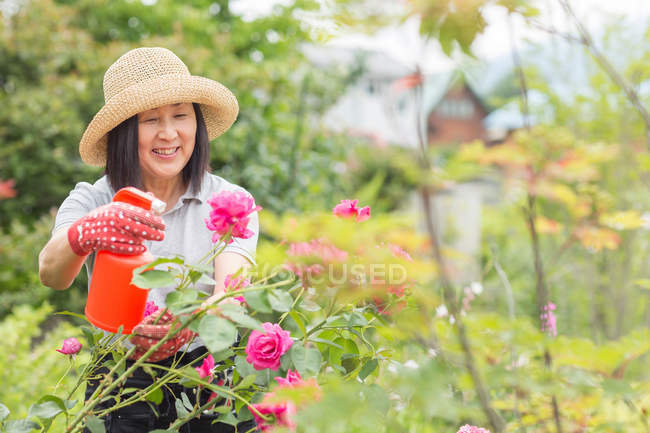 Mulher tendendo a rosa arbusto — Fotografia de Stock