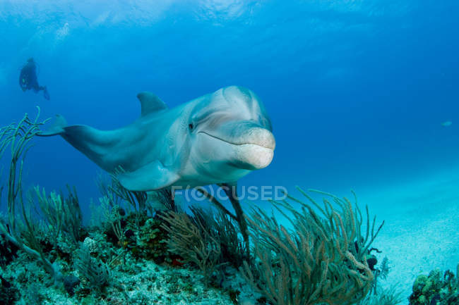 Ritratto del delfino tursiope con sommozzatore sullo sfondo — Foto stock