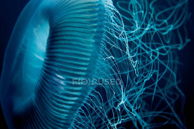 Close up tiro de água-viva sob a água — Fotografia de Stock