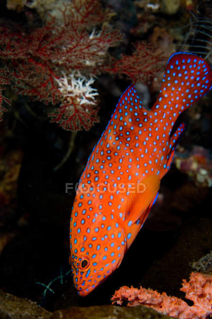 Vista de perto da truta de coral nadando perto do recife — Fotografia de Stock