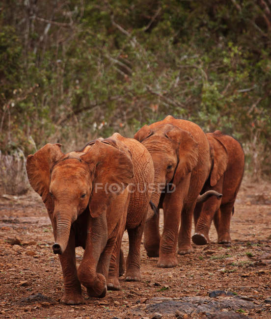 Elefantes caminhando juntos no caminho — Fotografia de Stock