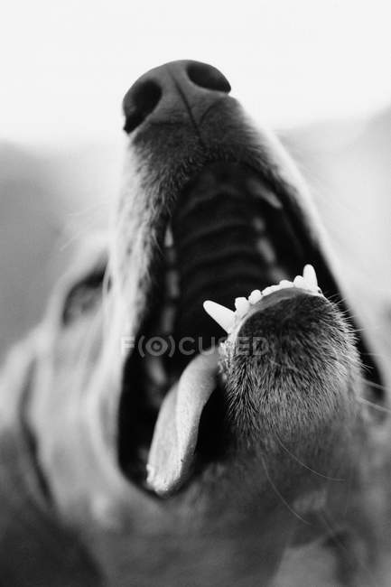Retrato de um cão latindo, quadro preto e branco — Fotografia de Stock