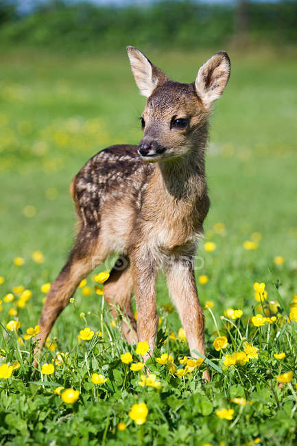 Cute fawn standing on green grass in bright sunlight — Stock Photo