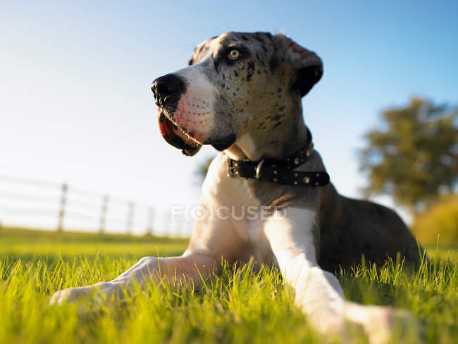 Perro acostado sobre hierba - foto de stock