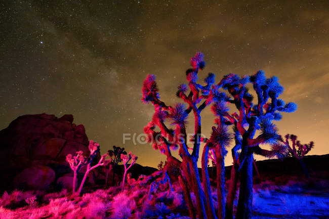 Colorful lights on Joshua Trees at night, Joshua Tree National Park, California, USA — Stock Photo