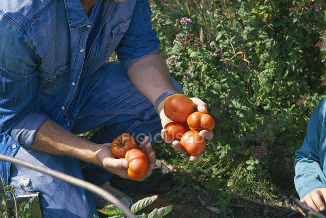 Обрезанный снимок отца и сына, собирающих помидоры — стоковое фото
