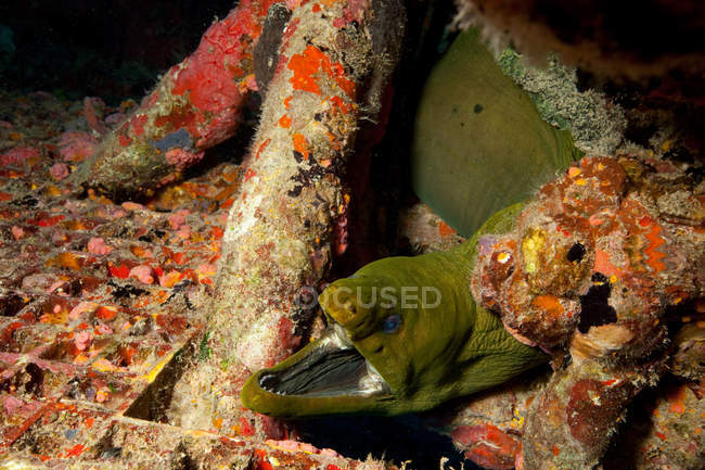 Enguia moray verde com boca aberta sob a água — Fotografia de Stock