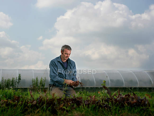 Farm worker harvesting beetroots by hand — Stock Photo
