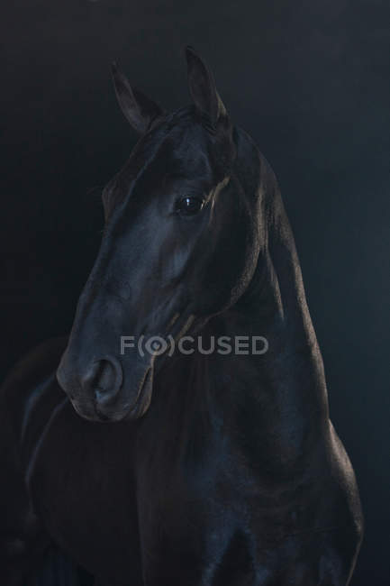 Black horse muzzle — Stock Photo