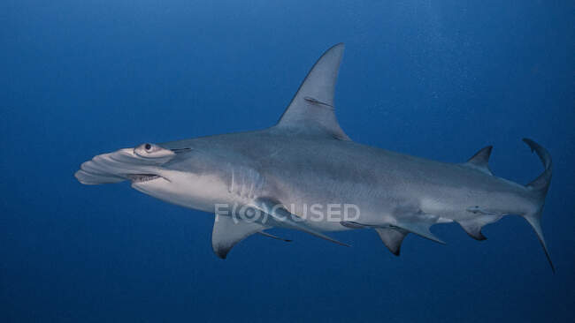 Tubarão no mar azul — Fotografia de Stock