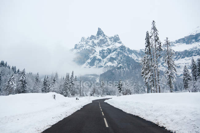 Leere Straße mit schneebedeckten Kiefern — Stockfoto