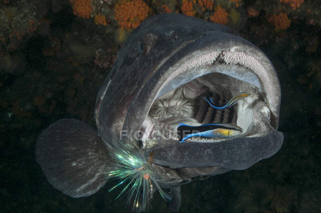 Лабідна риба очищення картопляного баса відкритий рот — стокове фото