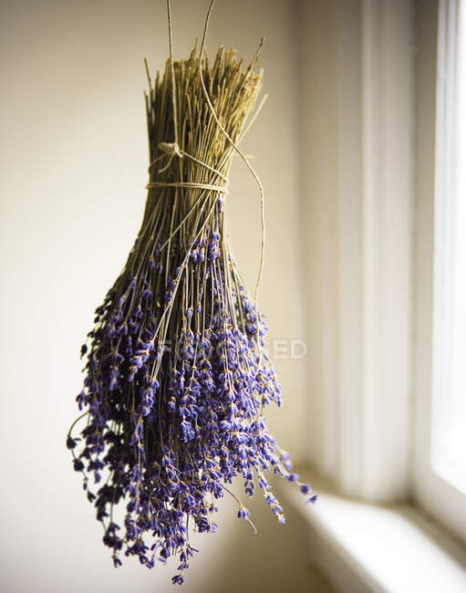 Bunch of fresh lavender dangling next to window — Stock Photo