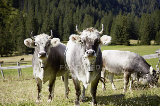 Vaches portant des cloches de vache dans la vallée, Ehrwald, Tyrol, Autriche — Photo de stock