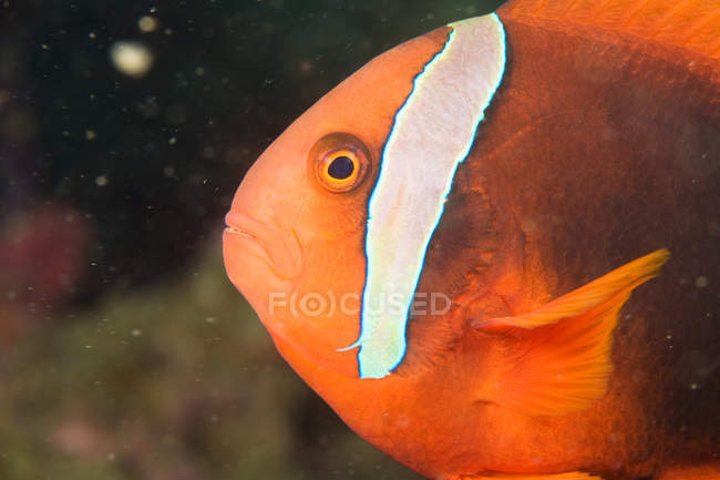 Close up shot of anemone fish under water — Stock Photo