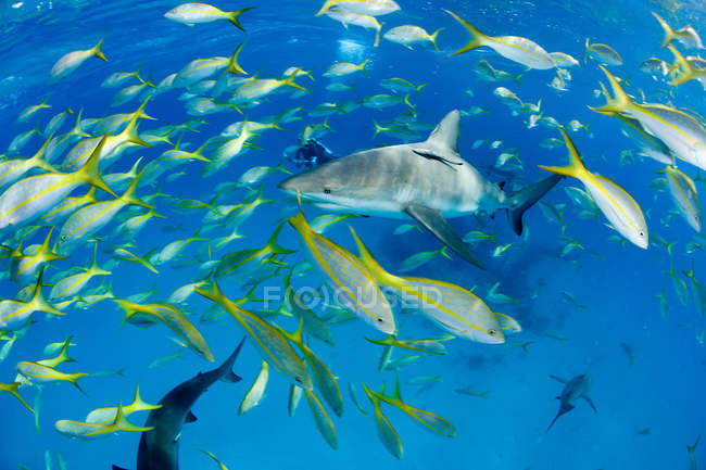 Escolarización de peces que rodean a los tiburones, tiro submarino - foto de stock