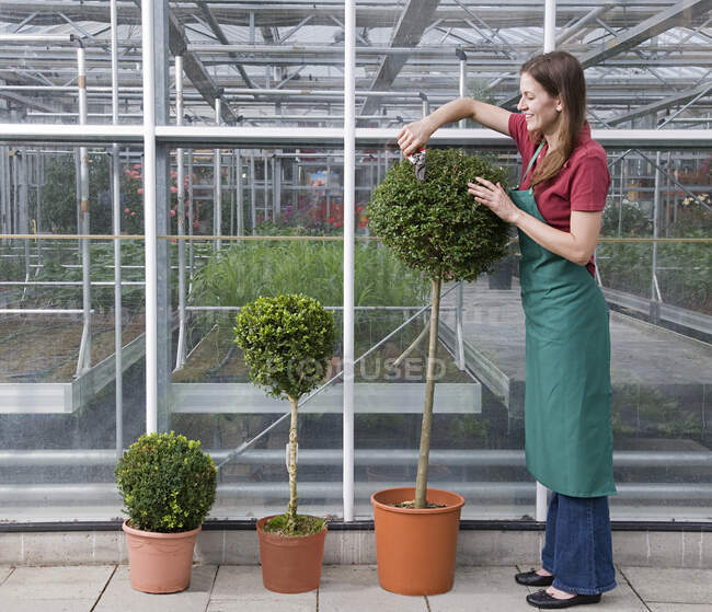 Woman caring for plant — Stock Photo