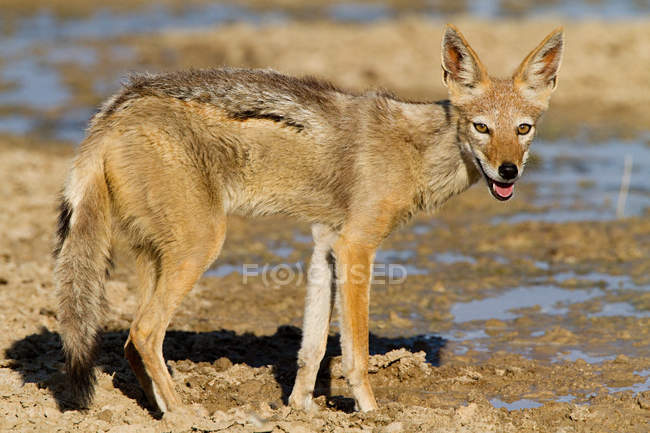 Black backed jackal looking at camera in bright sunlight — Stock Photo