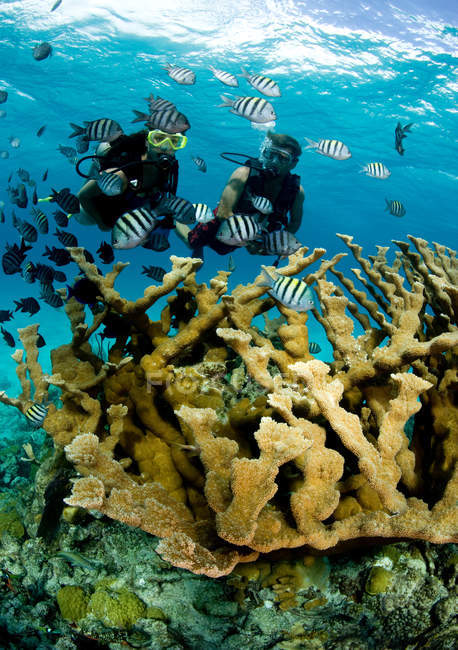 Snorkelers y corales de alcornoque . - foto de stock