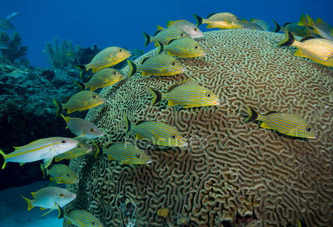 Peces acurrucados cerca de coral cerebral - foto de stock