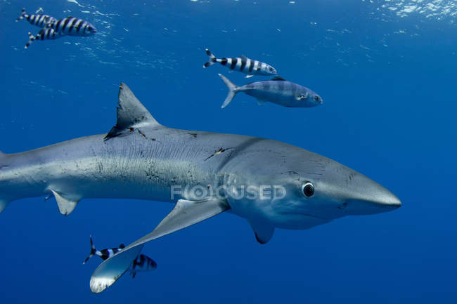 Tiburón nadando con peces bajo el agua - foto de stock