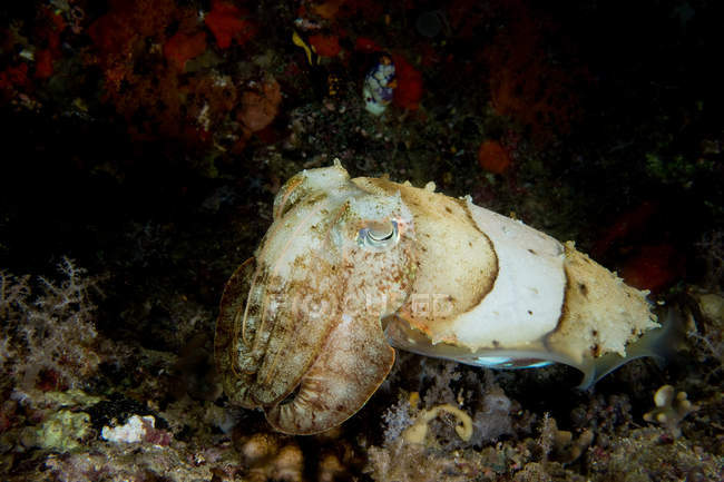 Primo piano delle seppie, vista subacquea — Foto stock