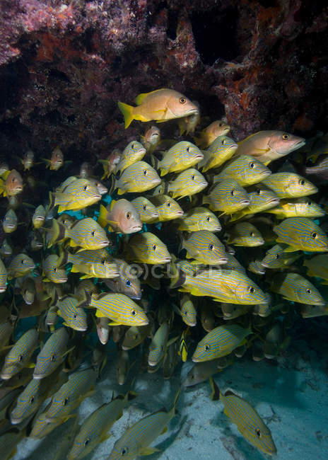 Close-up view of fish swimming in school — Stock Photo