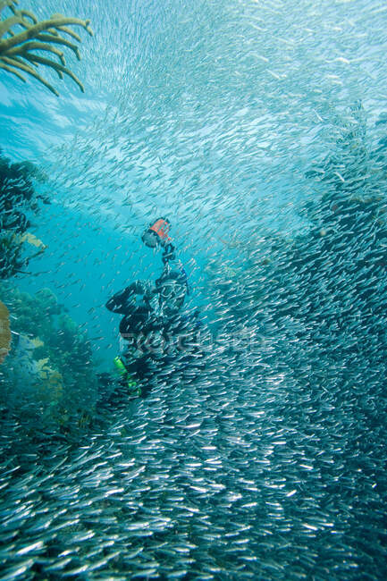 Mass of Schooling fish. — Stock Photo